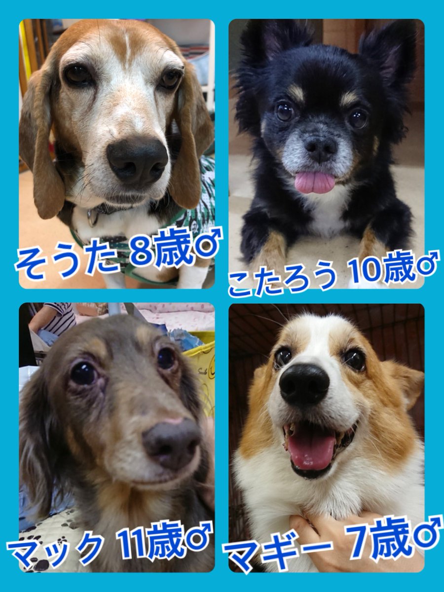 🐾今日の里親様募集中ワンコ🐶メンバーです🐾2018,9,17